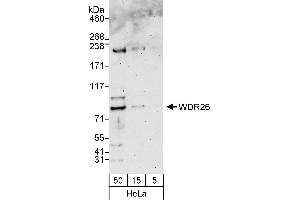 anti-WD Repeat Domain 26 (WDR26) (AA 600-650) antibody