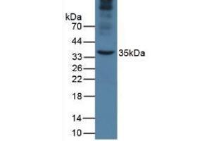 Western Blot; Sample: Mouse Liver Tissue. (APOA5 Antikörper  (AA 21-210))