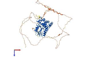 EYA1 Protein (AA 1-592) (His tag)