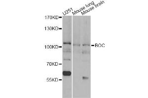 Western blot analysis of extracts of various cell lines, using BOC antibody (ABIN6290104) at 1:1000 dilution. (BOC Antikörper)