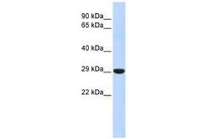 Image no. 1 for anti-Homeobox B8 (HOXB8) (N-Term) antibody (ABIN6740614)