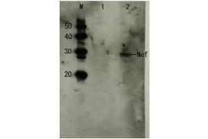 Western Blotting (WB) image for anti-HIV-1 Nef (full length) antibody (ABIN2452025) (HIV-1 Nef (full length) Antikörper)