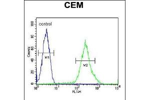 Flow cytometric analysis of CEM cells (right histogram) compared to a negative control cell (left histogram). (RCL Antikörper  (N-Term))