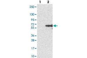 Western blot analysis of Lane 1: Negative control (vector only transfected HEK293T lysate). (CLN5 Antikörper)