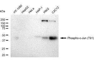 Western blotting analysis using Phospho-c-Jun (T91) antibody (ABIN7799146). (Rekombinanter C-JUN Antikörper  (pThr91))