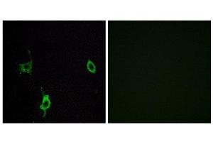 Immunofluorescence (IF) image for anti-Laminin, gamma 3 (LAMC3) (C-Term) antibody (ABIN1850460) (LAMC3 Antikörper  (C-Term))