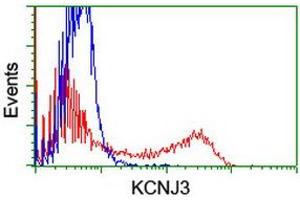 HEK293T cells transfected with either RC205322 overexpress plasmid (Red) or empty vector control plasmid (Blue) were immunostained by anti-KCNJ3 antibody (ABIN2455489), and then analyzed by flow cytometry. (KCNJ3 Antikörper  (AA 279-501))