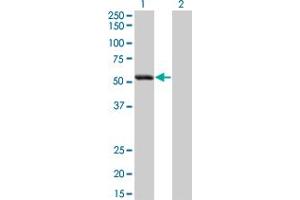 Western Blot analysis of SIGLEC6 expression in transfected 293T cell line by SIGLEC6 monoclonal antibody (M02), clone 2G6.