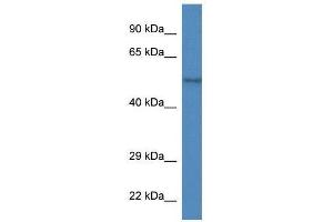 Western Blot showing Zfp161 antibody used at a concentration of 1. (ZBTB14/ZFP161 Antikörper  (Middle Region))