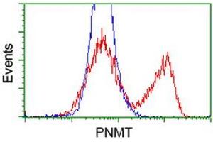 HEK293T cells transfected with either RC206586 overexpress plasmid (Red) or empty vector control plasmid (Blue) were immunostained by anti-PNMT antibody (ABIN2454517), and then analyzed by flow cytometry. (PNMT Antikörper)