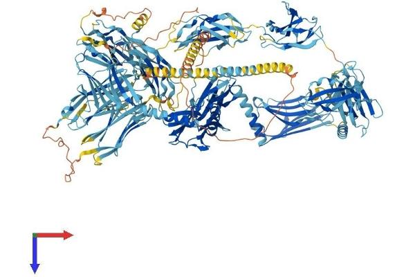 MYOM2 Protein (AA 1-1465) (His tag)