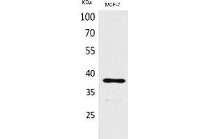 Western Blot analysis of MCF-7 cells using TPO Polyclonal Antibody. (TPO (Internal Region) Antikörper)