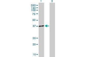 Western Blot analysis of HOXA5 expression in transfected 293T cell line by HOXA5 MaxPab polyclonal antibody. (HOXA5 Antikörper  (AA 1-270))