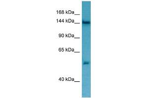 WB Suggested Anti-TPP2 Antibody Titration: 1. (Tpp2 Antikörper  (N-Term))