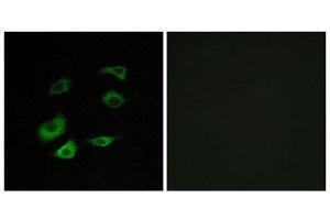Immunofluorescence (IF) image for anti-Anaphase Promoting Complex Subunit 1 (ANAPC1) (Internal Region) antibody (ABIN1850402) (APC1 Antikörper  (Internal Region))