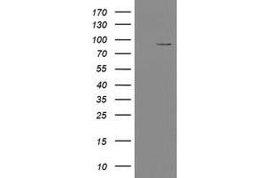 Image no. 3 for anti-Transducin-Like Enhancer of Split 1 (E(sp1) Homolog, Drosophila) (TLE1) (AA 180-460) antibody (ABIN1491047)