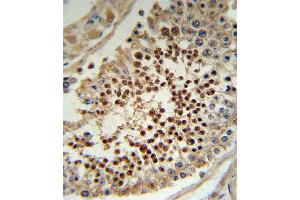KLF5 Antibody IHC analysis in formalin fixed and paraffin embedded human testis tissue followed by peroxidase conjugation of the secondary antibody and DAB staining.
