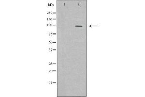 Western blot analysis of extracts of PC12 lysate using KDM1A antibody. (LSD1 Antikörper  (Internal Region))