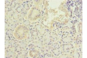 Immunohistochemistry of paraffin-embedded human pancreatic tissue using ABIN7164210 at dilution of 1:100 (PFDN2 Antikörper  (AA 1-154))
