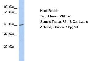 Host: Rabbit Target Name: ZNF140 Sample Type: 721_B Whole cell lysates Antibody Dilution: 1. (ZNF140 Antikörper  (C-Term))