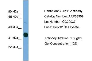 Western Blotting (WB) image for anti-serine/threonine Kinase 11 (STK11) (C-Term) antibody (ABIN2787893)