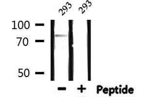 Western blot analysis of extracts from 293, using MYST2 Antibody. (MYST2 Antikörper  (Internal Region))