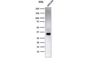 RCAS1 Antikörper