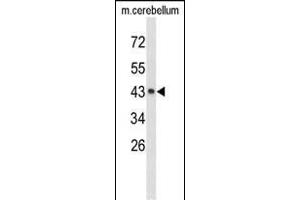 Western blot analysis of EXTL2 Antibody (C-term) (ABIN653181 and ABIN2842737) in mouse cerebellum tissue lysates (35 μg/lane). (EXTL2 Antikörper  (C-Term))