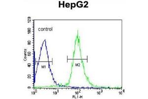 AHSG Antibody (C-term) flow cytometric analysis of HepG2 cells (right histogram) compared to a negative control cell (left histogram).
