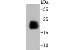 Mouse spleen lysate probed with Histone H4 (2G2) Monoclonal Antibody  at 1:1000 overnight at 4˚C. (Histone H4 Antikörper)