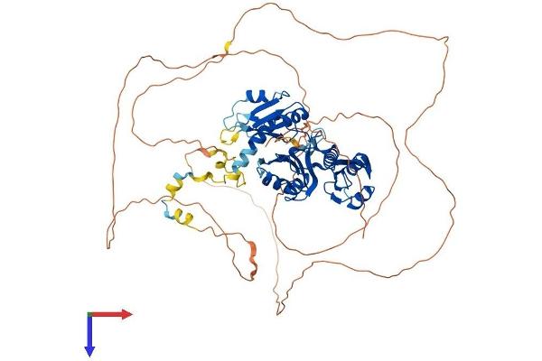 RAVER2 Protein (AA 1-673) (His tag)