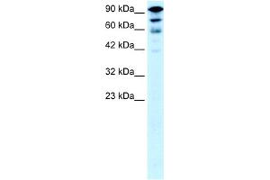 WB Suggested Anti-KIF5A Antibody Titration:  0. (KIF5A Antikörper  (Middle Region))