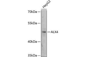 Western blot analysis of extracts of HepG2 cells, using  antibody (ABIN1678645, ABIN1678646, ABIN5664159 and ABIN6219843) at 1:3000 dilution. (ALX4 Antikörper  (AA 1-220))