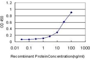 Detection limit for recombinant GST tagged BBOX1 is approximately 1ng/ml as a capture antibody. (BBOX1 Antikörper  (AA 278-387))