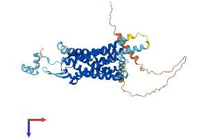 Pyroglutamylated RFamide Peptide Receptor (QRFPR) (AA 1-433) protein (His tag)