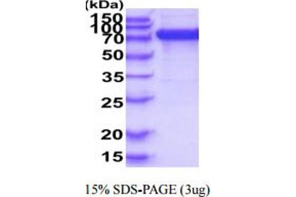 SIGLEC6 Protein (AA 27-347) (hIgG-His-tag)