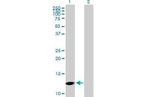 Western Blot analysis of PFN4 expression in transfected 293T cell line by PFN4 MaxPab polyclonal antibody. (Profilin 4 Antikörper  (AA 1-129))