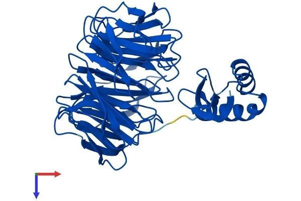 WDR69 Protein (AA 1-415) (His tag)