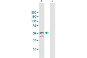 Western Blot analysis of GNAL expression in transfected 293T cell line by GNAL MaxPab polyclonal antibody. (GNAL Antikörper  (AA 1-458))