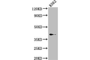Western Blot Positive WB detected in: K562 whole cell lysate All lanes: SAE1 Antibody at 1:1000 Secondary Goat polyclonal to rabbit IgG at 1/50000 dilution Predicted band size: 39, 30, 34 kDa Observed band size: 39 kDa (Rekombinanter SAE1 Antikörper)
