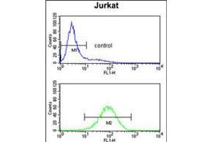 Flow cytometry analysis of Jurkat cells (bottom histogram) compared to a negative control cell (top histogram). (PLCL1 Antikörper  (N-Term))