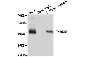 Immunoprecipitation (IP) image for anti-TAR DNA Binding Protein (TARDBP) (AA 1-260) antibody (ABIN3021656)