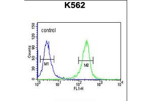 Flow cytometric analysis of K562 cells (right histogram) compared to a negative control cell (left histogram). (FAN1 Antikörper  (N-Term))