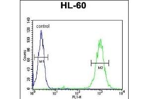 BLM Antibody (C-term) (ABIN651053 and ABIN2840049) flow cytometric analysis of HL-60 cells (right histogram) compared to a negative control cell (left histogram). (BLM Antikörper  (C-Term))