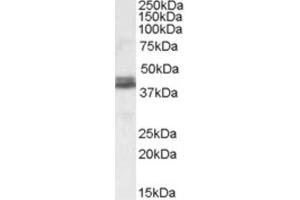 Western Blotting (WB) image for anti-NudE Nuclear Distribution E Homolog (A. Nidulans)-Like 1 (NDEL1) (Internal Region) antibody (ABIN2466771) (NDEL1 Antikörper  (Internal Region))