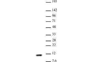 Histone H4 antibody (pAb) tested by Western blot Nuclear extract of HeLa cells (30 μg) probed with Histone H4 antibody (1:1,000). (Histone H4 Antikörper  (AA 43-54))