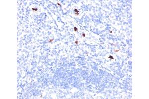 Formalin/paraffin human tonsil stained with Myeloid cell marker antibody (BM-1).