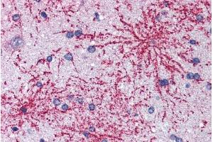 ABIN184629 (5µg/ml) staining of paraffin embedded Human Cortex. (BAIAP2 Antikörper  (C-Term))