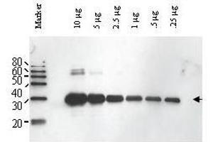 Image no. 1 for anti-ULP1 (ULP1) antibody (ABIN299496) (ULP1 Antikörper)