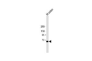 All lanes : Anti-ESRP1 Antibody (N-term) at 1:1000 dilution Lane 1: mouse colon tissue lysate Lysates/proteins at 20 μg per lane. (ESRP1 Antikörper  (AA 182-211))